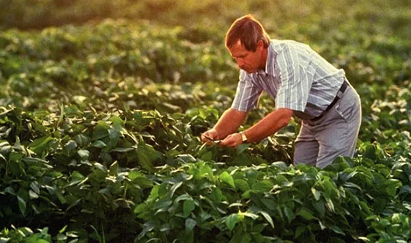 Farmer in field checking farm data